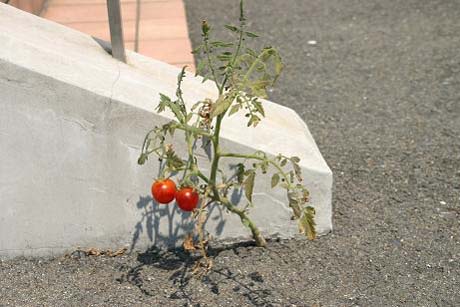 20080813tomato.jpg