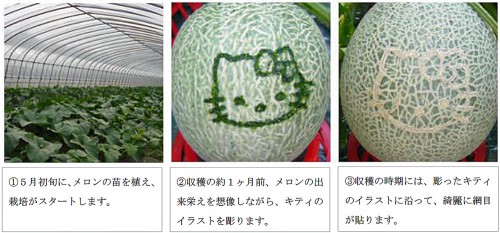 ふらのキティメロンができるまで