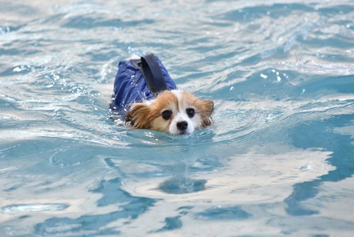 犬のフィットネスの様子