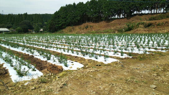 佐賀県（太良地区）茶園