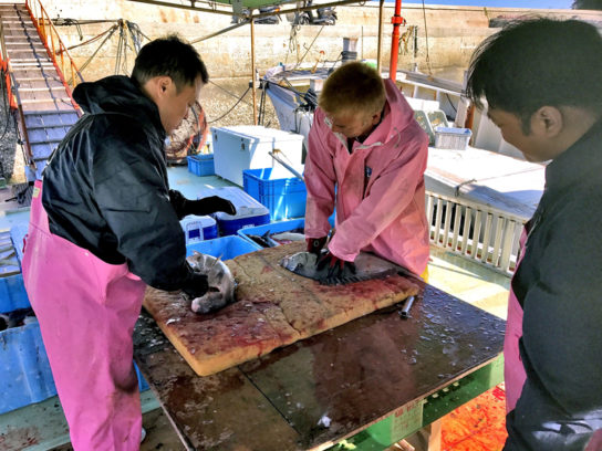 魚島での活締めの作業