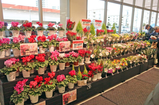 花売場では鉢植えも販売