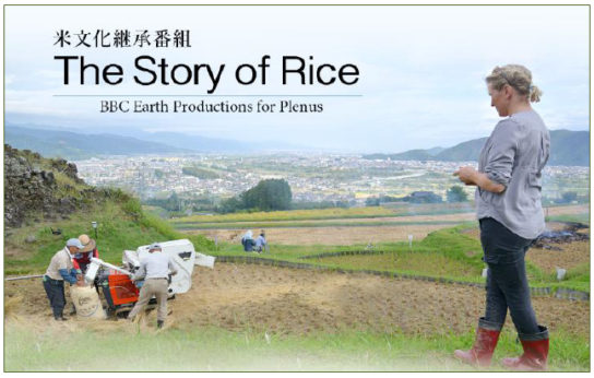 The Story of Rice