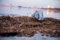 イケア／2020年までに使い捨てプラスチックを一掃