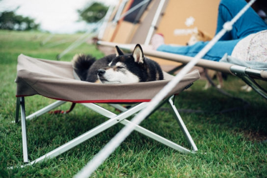 愛犬と一緒に楽しむアウトドア