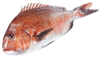 ライフ／DHA・EPA含有で中性脂肪を低下させる「真鯛」機能性表示食品に認定