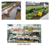 ファミリーマート／障がい者雇用で有機栽培の野菜販売、業務サポート