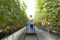 イオン／有機質肥料活用したトマトの養液栽培実験を開始