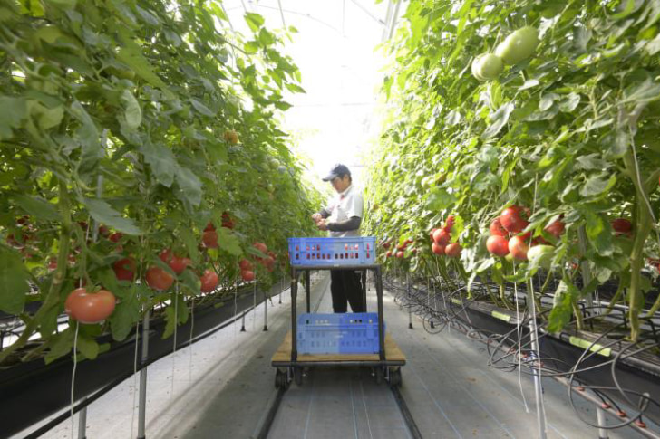 有機質肥料を活用したトマトの養液栽培