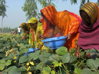 バングラデシュの農村で栽培された緑豆を収穫する女性たち