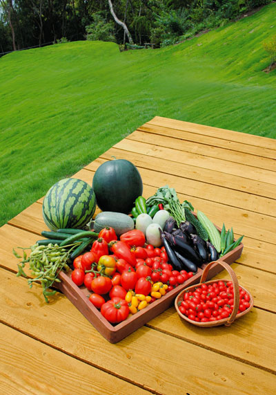 収穫された野菜　イメージ