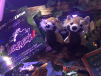 ドン・キホーテ／ぬい撮り対応、動物モチーフの雑貨コーナー都心に展開