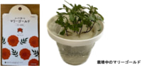 DCM／カップで育てる「栽培セット」発売