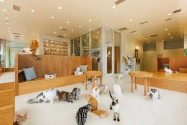 イオンモールりんくう泉南／「Cat Cafe MOFF」8／4オープン、仔ネコ中心に在籍